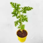 Odomos Plant