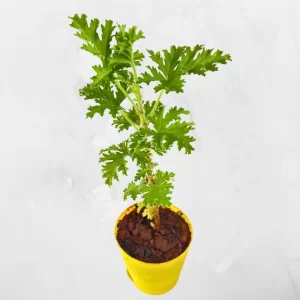 Odomos Plant