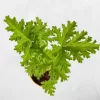 odomos plant
