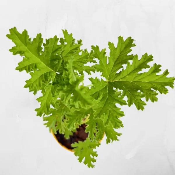 odomos plant