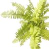boston fern