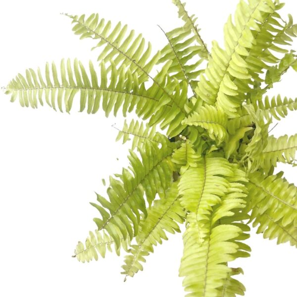 boston fern