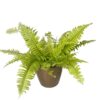 boston fern