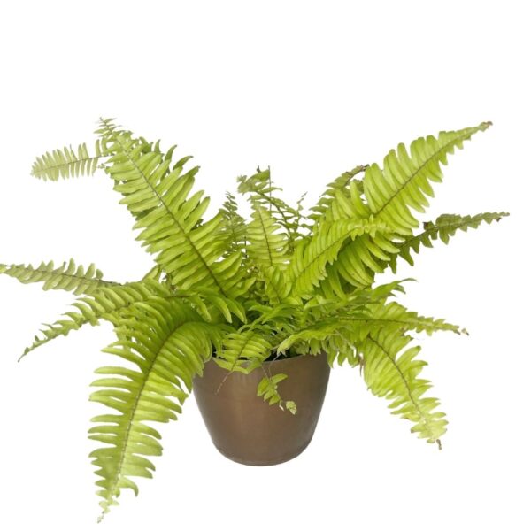 boston fern