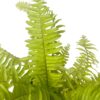 boston fern