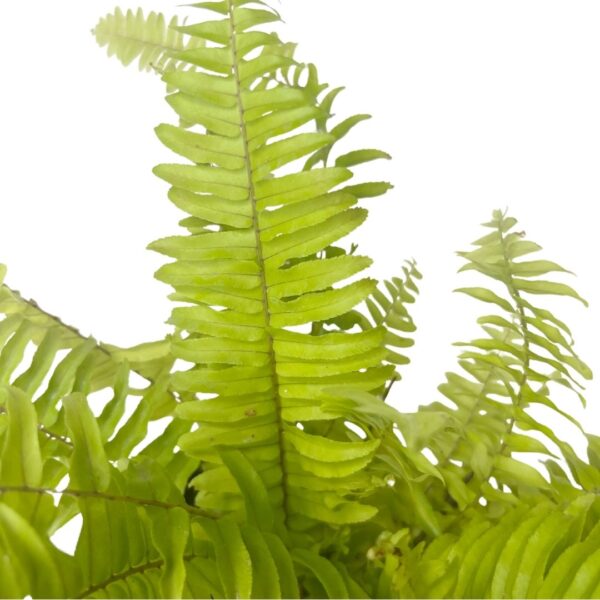 boston fern