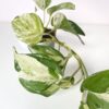 marble queen pothos