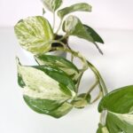 marble queen pothos