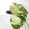 marble queen pothos