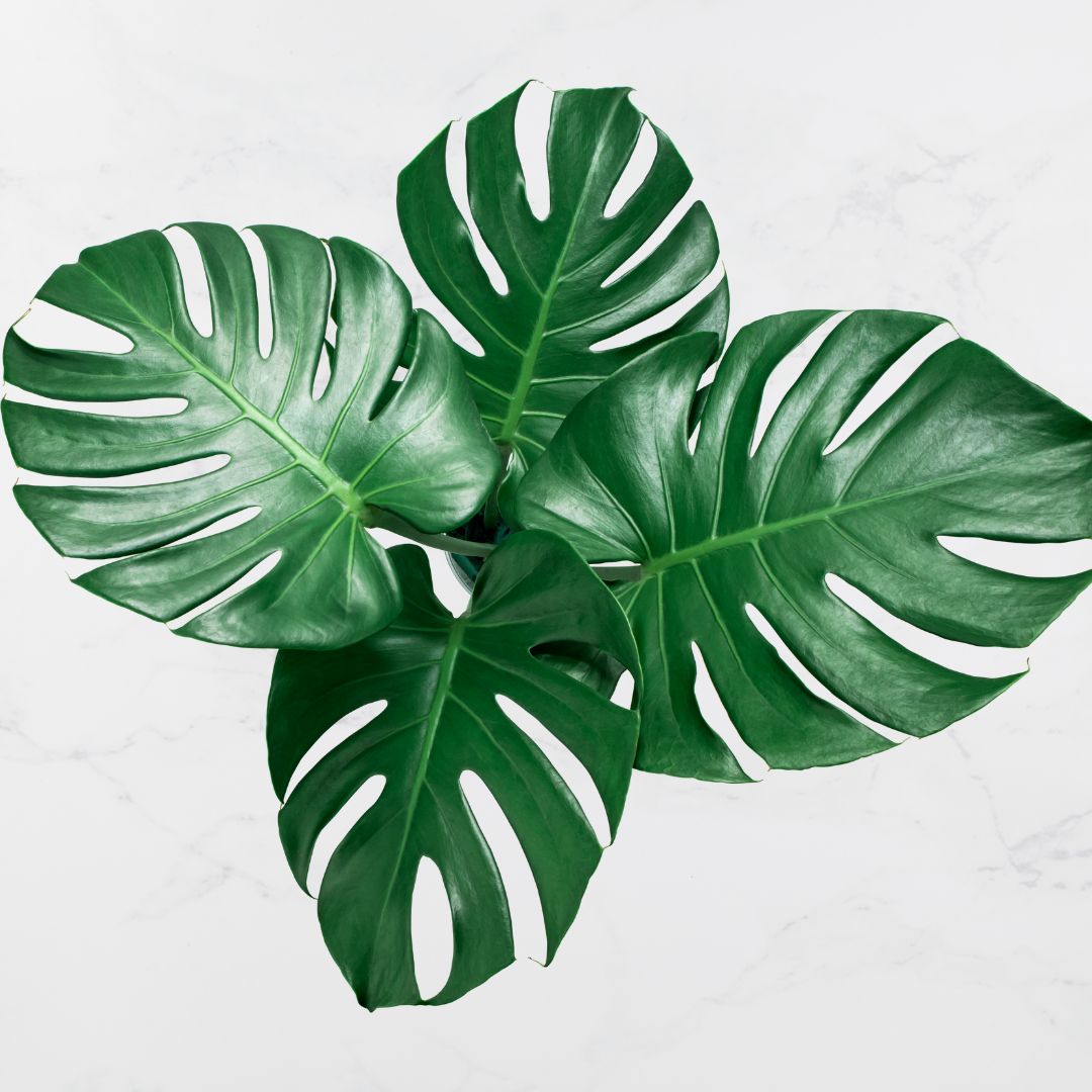 Air Purifying Plants