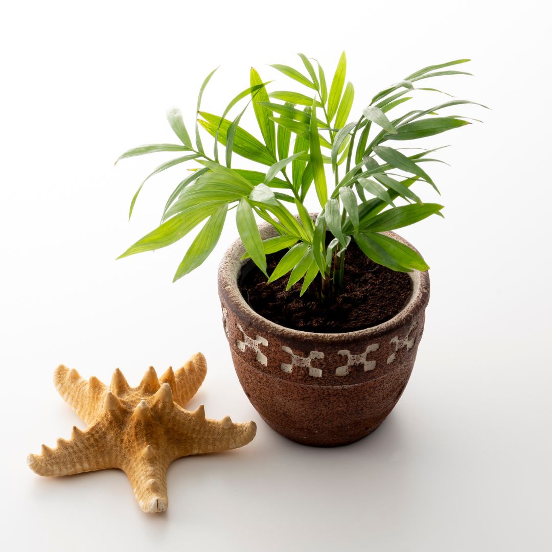 beginner friendly plants