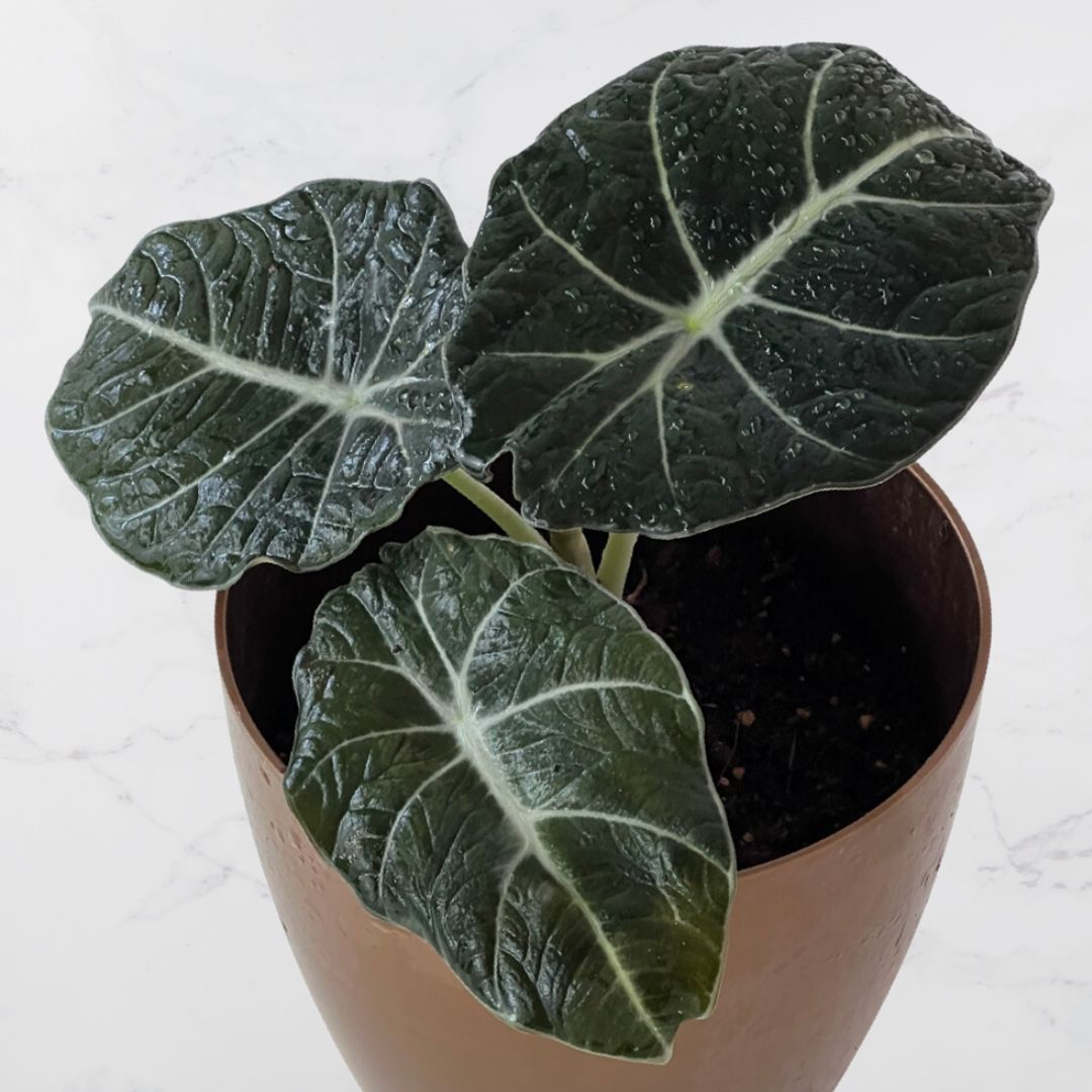 Exotic plants