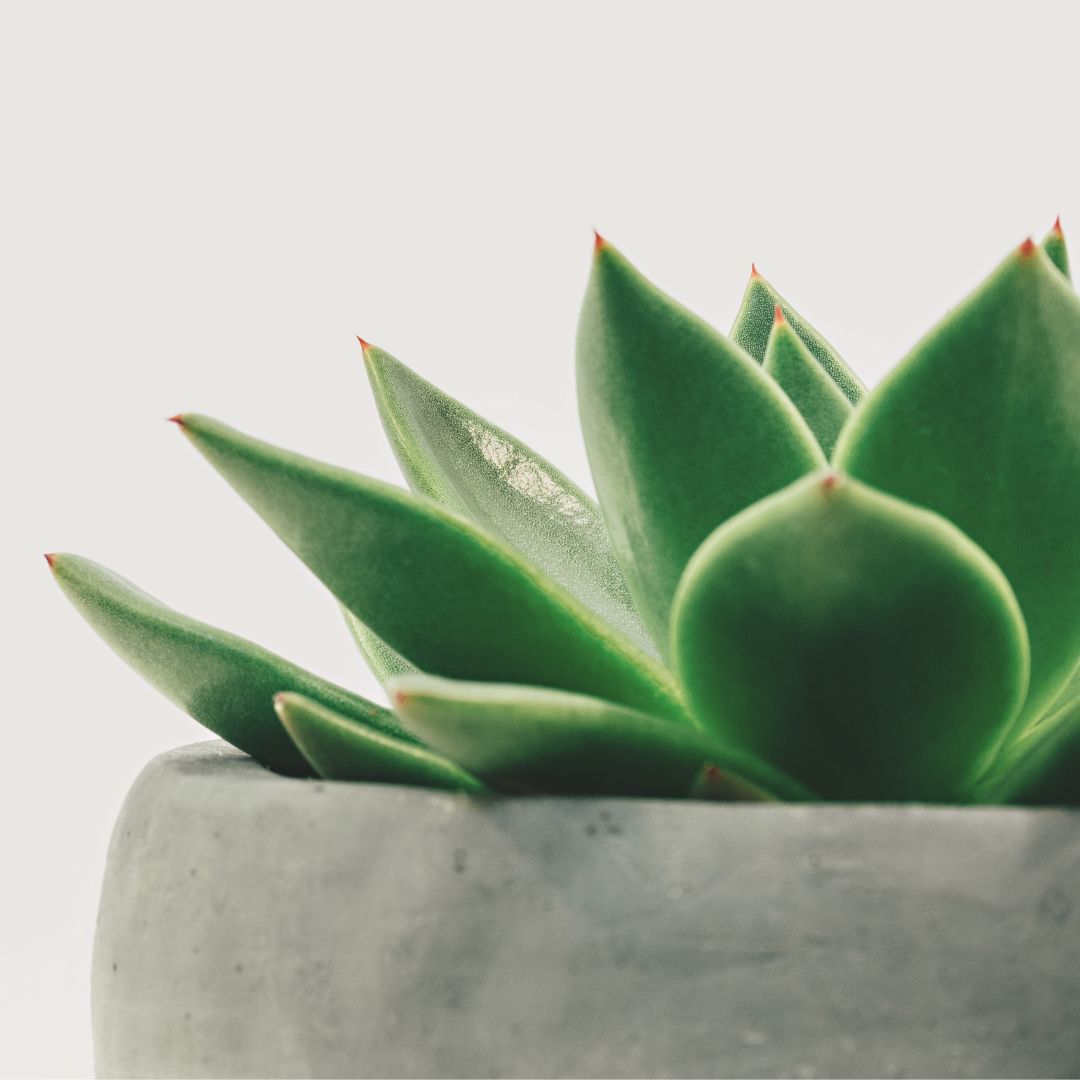 Succulents