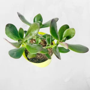 jade crassula ovata