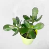 jade crassula ovata