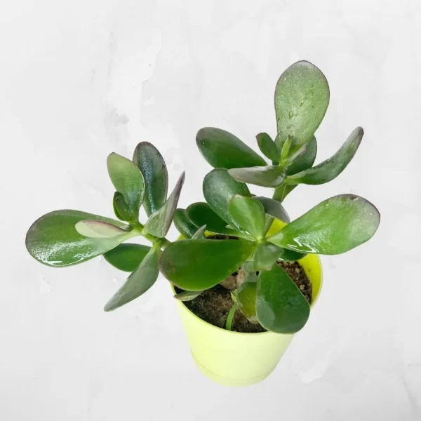jade crassula ovata