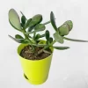 jade crassula ovata