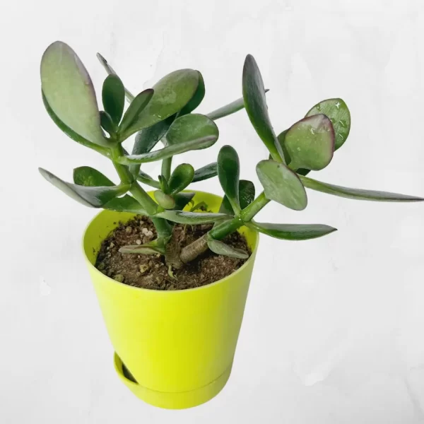 jade crassula ovata