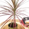 Dracaena colorama plant