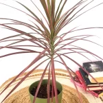 Dracaena colorama plant