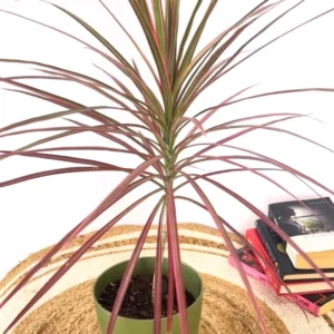 Dracaena colorama plant