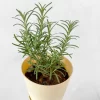 rosemary ebageecha