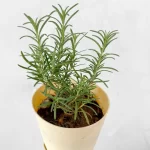 rosemary ebageecha