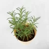 rosemary ebageecha