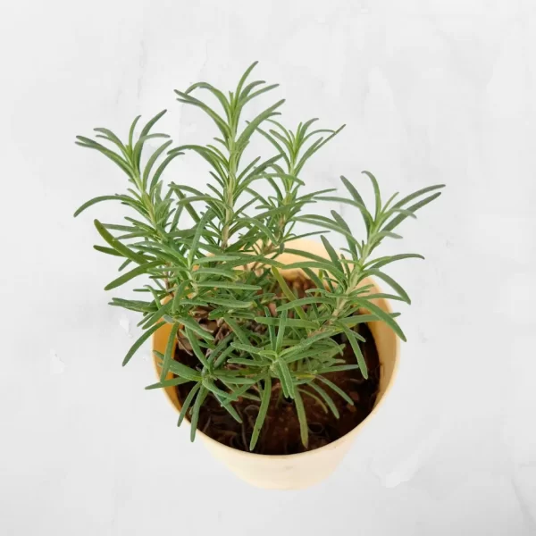 rosemary ebageecha
