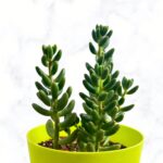 sedum jelly beans