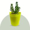 sedum jelly beans