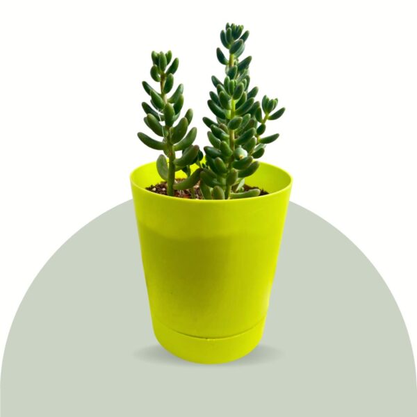 sedum jelly beans