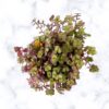 turtle vine