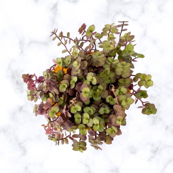 turtle vine