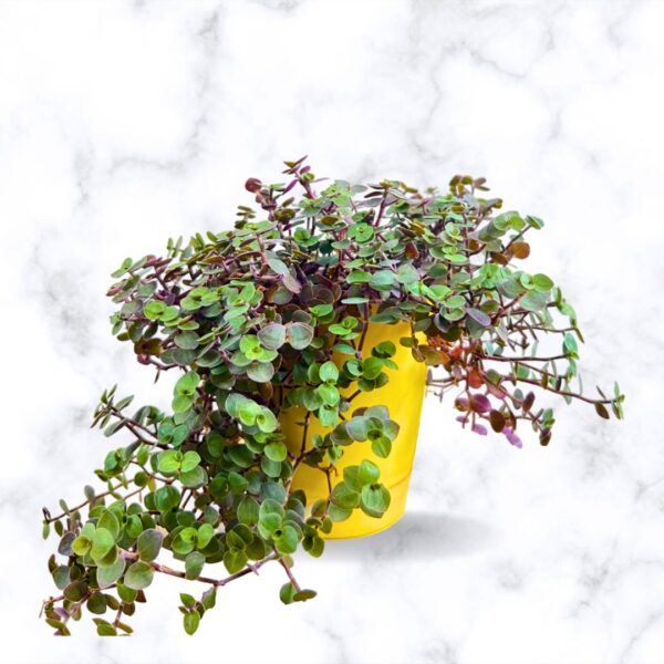 turtle vine