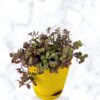 turtle vine