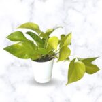 neon pothos
