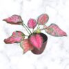 pink beauty aglaonema