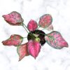 pink beauty aglaonema