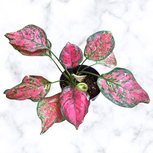 pink beauty aglaonema