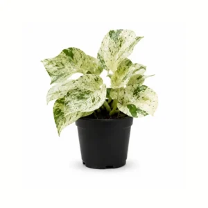 Marble Queen Pothos