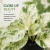 Marble Queen Pothos