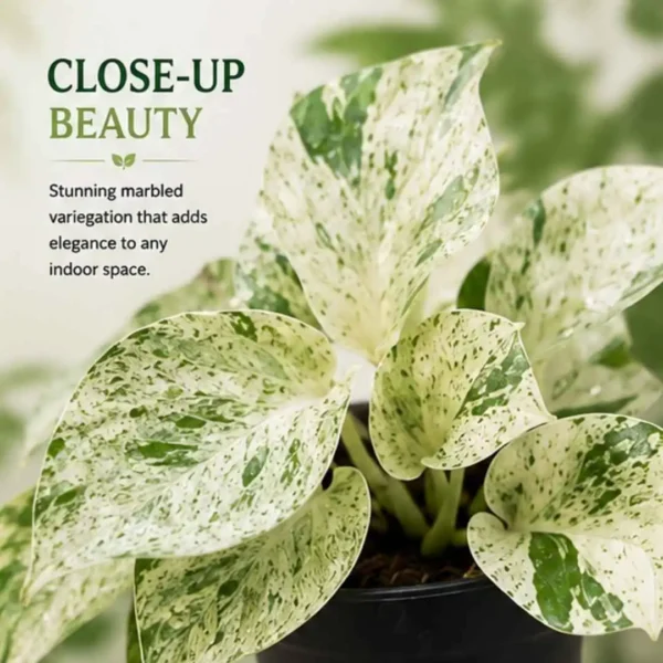 Marble Queen Pothos
