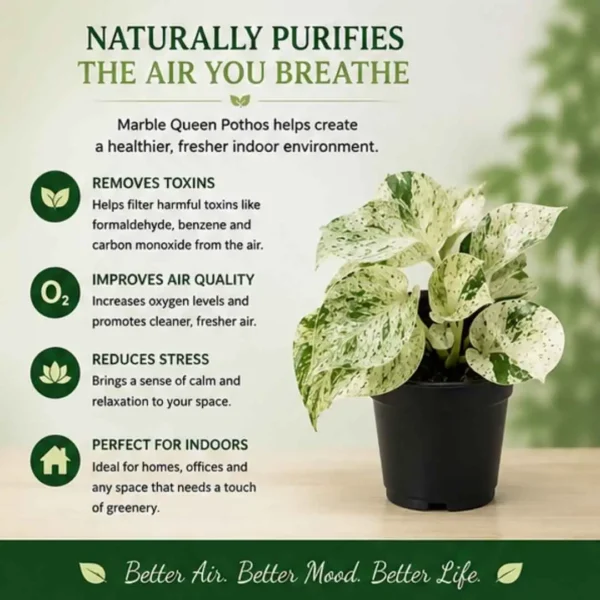 Marble Queen Pothos