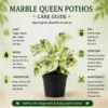 Marble Queen Pothos