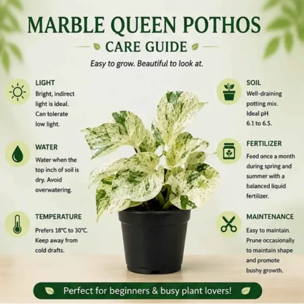 Marble Queen Pothos