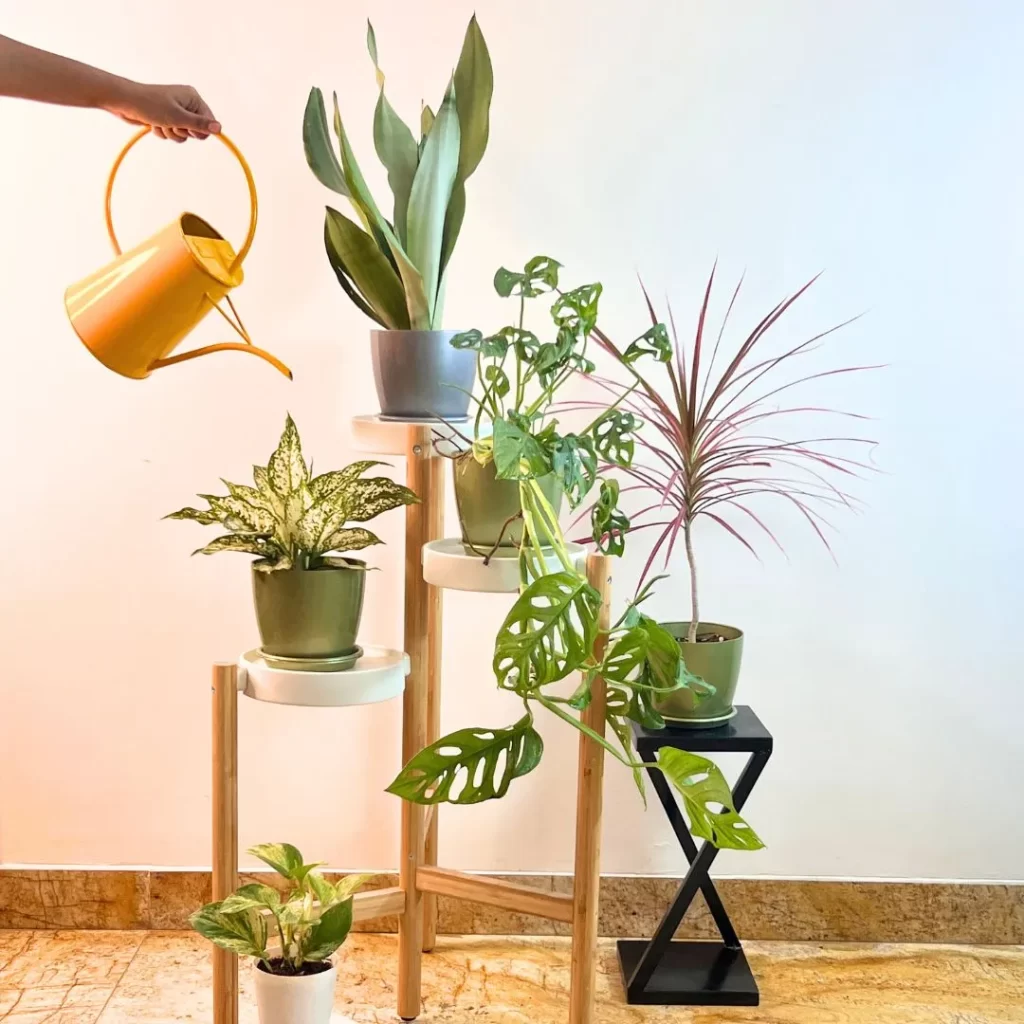 air purifying plants