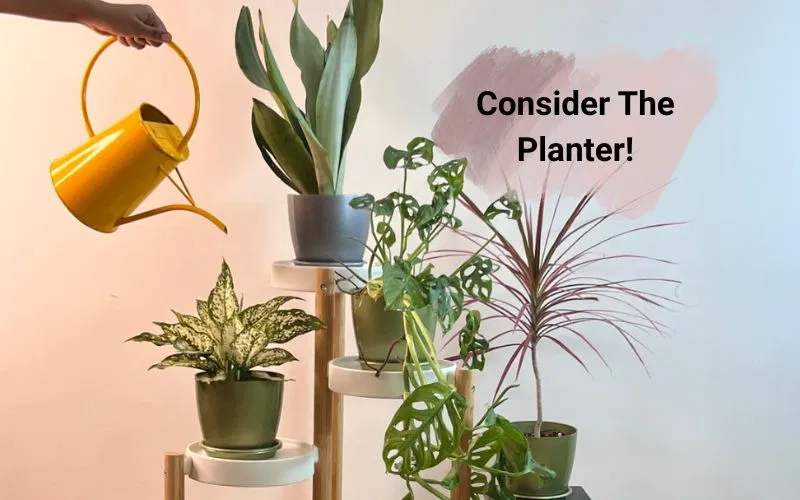Plant planters for home garden India