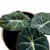 alocasia black velvet