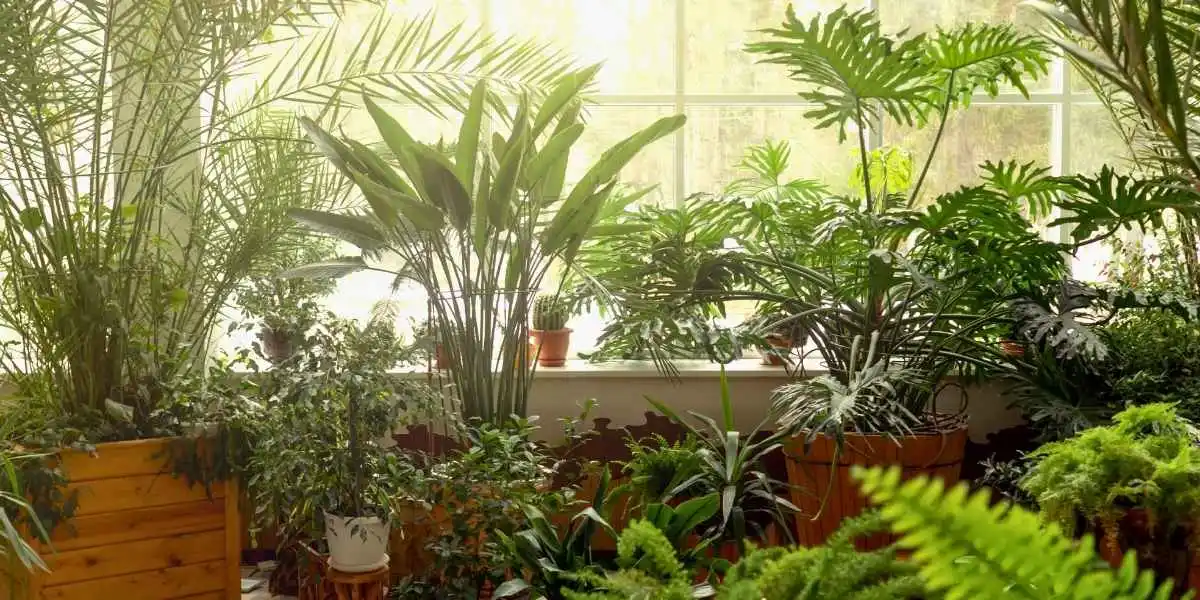 air purifying plants